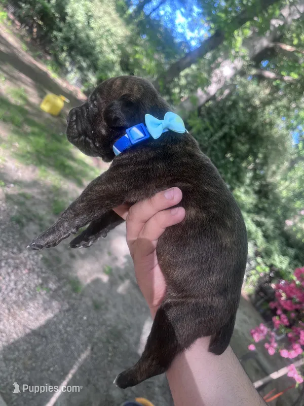 light blue collar  – Cane Corso puppy for sale in Raleigh, NC