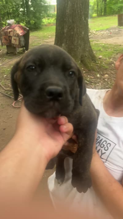 female cane corso, a female Cane Corso for sale in Raleigh, NC – 1 of 1