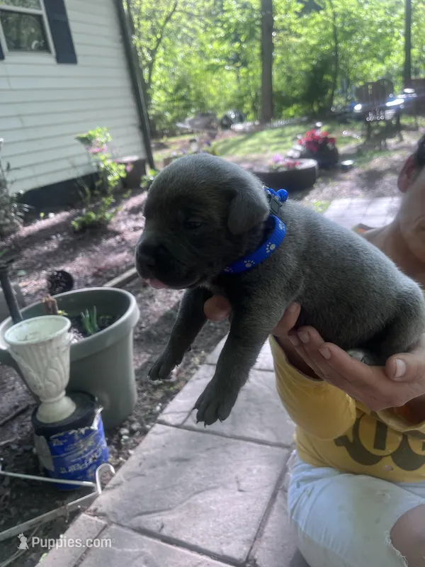 dark blue collar  – Cane Corso puppy for sale in Raleigh, NC