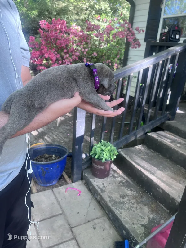 purple collar – Cane Corso puppy for sale in Raleigh, NC