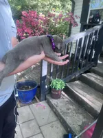 purple collar, a female Cane Corso for sale in Raleigh, NC – Photo 1 of 2
