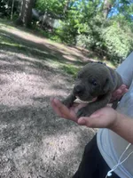 purple collar, a female Cane Corso for sale in Raleigh, NC – Photo 2 of 2