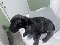 blue collar female, a female Cane Corso for sale in Raleigh, NC – 2 of 2