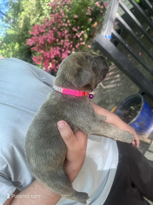 pink collar  – Cane Corso puppy for sale in Raleigh, NC