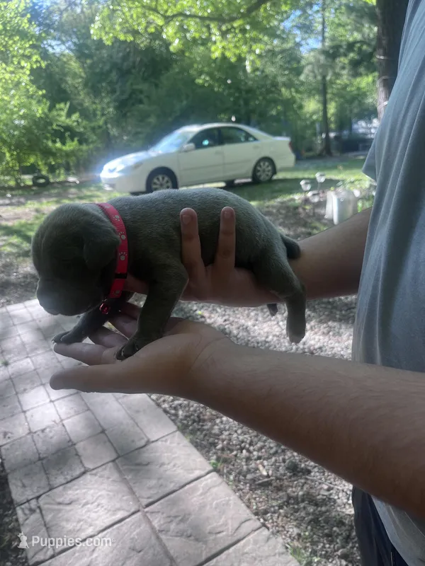 red collar – Cane Corso puppy for sale in Raleigh, NC