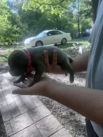 red collar, a female Cane Corso for sale in Raleigh, NC – Photo 1 of 2