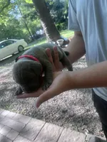 red collar, a female Cane Corso for sale in Raleigh, NC – Photo 2 of 2