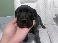 blue collar female, a female Cane Corso for sale in Raleigh, NC – 1 of 2