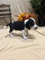Biscuit , a male Beagle for sale in Punta Gorda, FL – 3 of 7