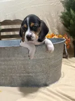 Daisy , a female Beagle for sale in Punta Gorda, FL – 1 of 5