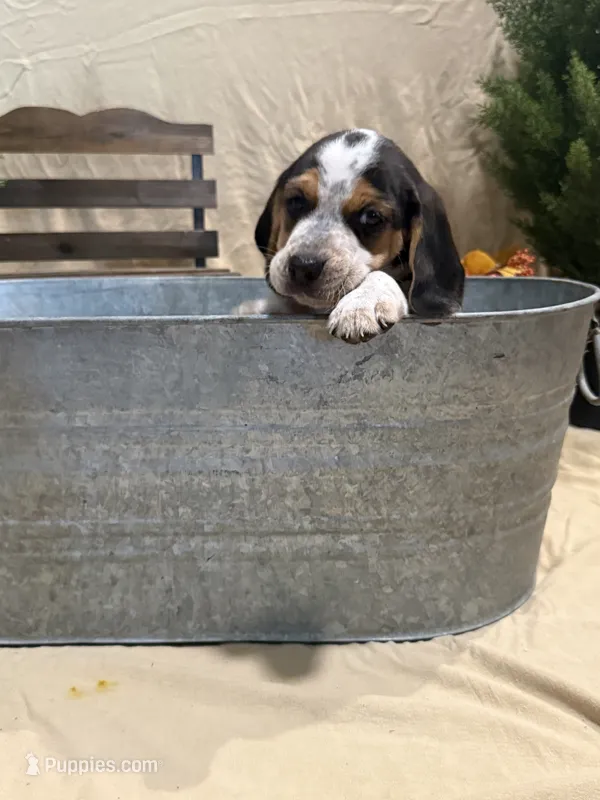 Boone  – Beagle puppy for sale in Punta Gorda, FL