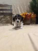 Daisy , a female Beagle for sale in Punta Gorda, FL – 2 of 5
