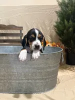 Rosie, a female Beagle for sale in Punta Gorda, FL – 1 of 9