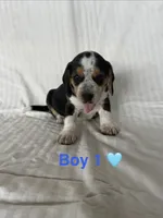 Boy 1, a  Beagle for sale in Punta Gorda, FL – 1 of 3