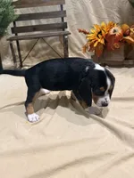 Rosie, a female Beagle for sale in Punta Gorda, FL – 7 of 9
