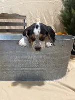 Boone , a male Beagle for sale in Punta Gorda, FL – 3 of 8