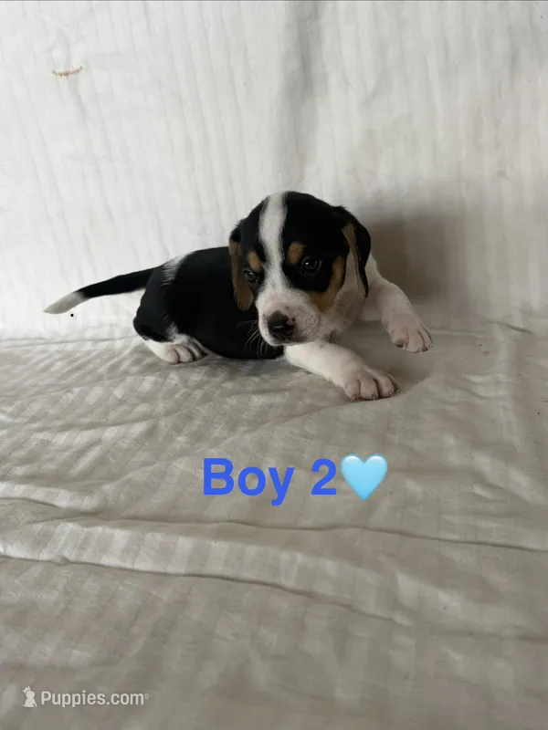 Boy 2 – Beagle puppy for sale in Punta Gorda, FL