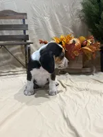 Boone , a male Beagle for sale in Punta Gorda, FL – 4 of 8