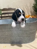 Biscuit , a male Beagle for sale in Punta Gorda, FL – 4 of 7