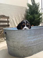 Daisy , a female Beagle for sale in Punta Gorda, FL – 4 of 5