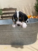 Biscuit , a male Beagle for sale in Punta Gorda, FL – 5 of 7
