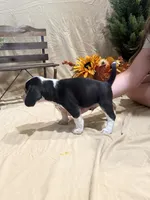 Boone , a male Beagle for sale in Punta Gorda, FL – 5 of 8