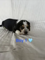 Boy 1, a  Beagle for sale in Punta Gorda, FL – 2 of 3