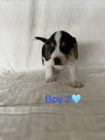 Boy 2, a  Beagle for sale in Punta Gorda, FL – 2 of 2