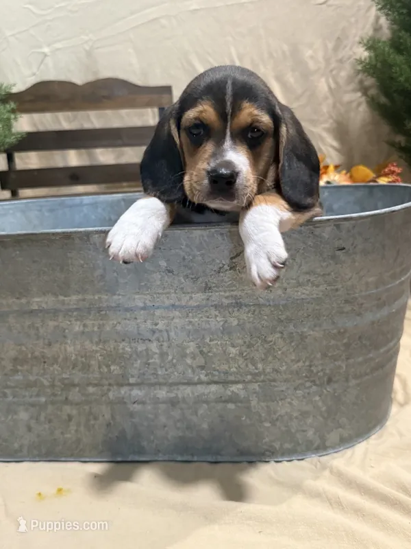Tucker – Beagle puppy for sale in Punta Gorda, FL