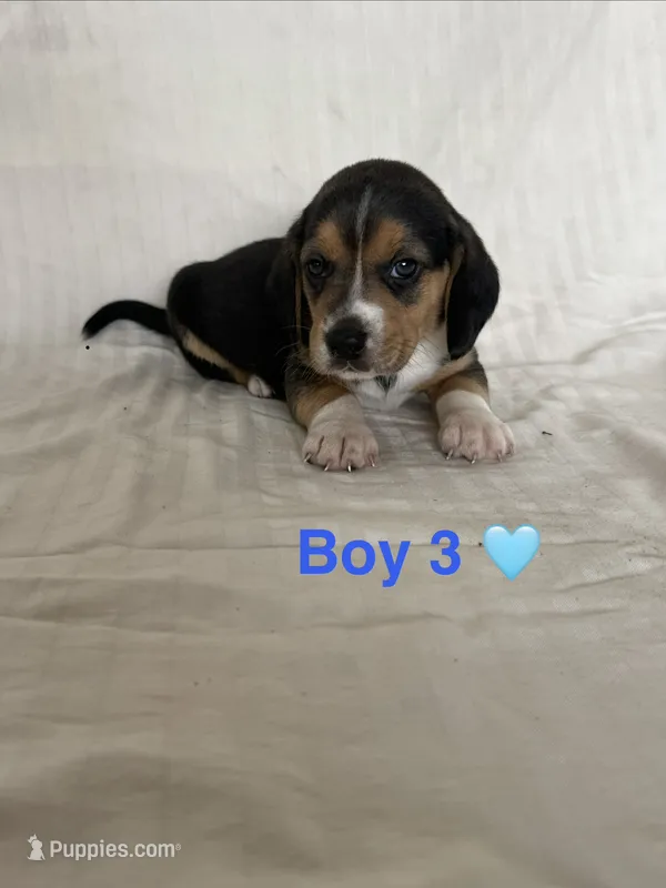 Tucker – Beagle puppy for sale in Punta Gorda, FL