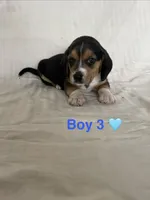 Tucker, a male Beagle for sale in Punta Gorda, FL – 1 of 3