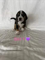 Rosie, a female Beagle for sale in Punta Gorda, FL – 8 of 9