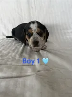 Boy 1, a  Beagle for sale in Punta Gorda, FL – 3 of 3
