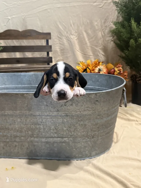 Biscuit  – Beagle puppy for sale in Punta Gorda, FL