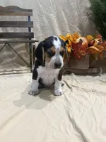 Boone , a male Beagle for sale in Punta Gorda, FL – 2 of 8