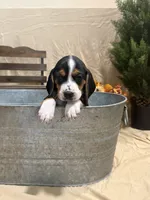 Rosie, a female Beagle for sale in Punta Gorda, FL – 6 of 9