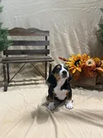 Rosie, a female Beagle for sale in Punta Gorda, FL – 2 of 9