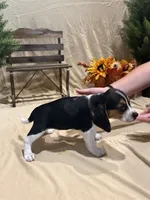 Daisy , a female Beagle for sale in Punta Gorda, FL – 3 of 5
