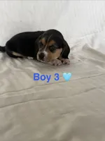 Tucker, a male Beagle for sale in Punta Gorda, FL – 2 of 3