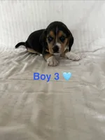 Tucker, a male Beagle for sale in Punta Gorda, FL – 3 of 3