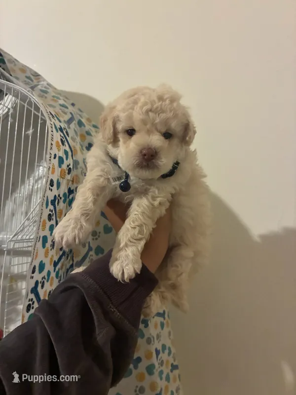 little  – Poodle - Toy  puppy for sale in North Hollywood, CA