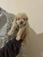 little , a female Poodle - Toy  for sale in North Hollywood, CA – 1 of 1