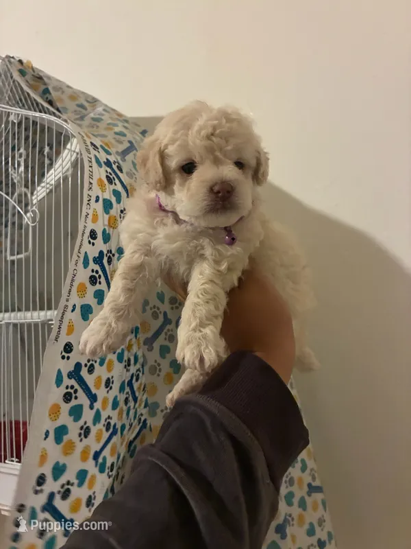 lila – Poodle - Toy  puppy for sale in North Hollywood, CA