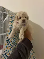 lila, a female Poodle - Toy  for sale in North Hollywood, CA – 1 of 1
