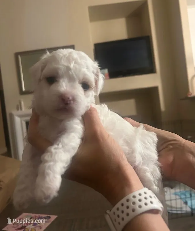tomy – Poodle - Toy  puppy for sale in North Hollywood, CA