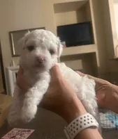 tomy, a male Poodle - Toy  for sale in North Hollywood, CA – 1 of 1