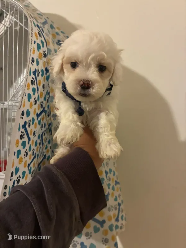 Leo  – Poodle - Toy  puppy for sale in North Hollywood, CA