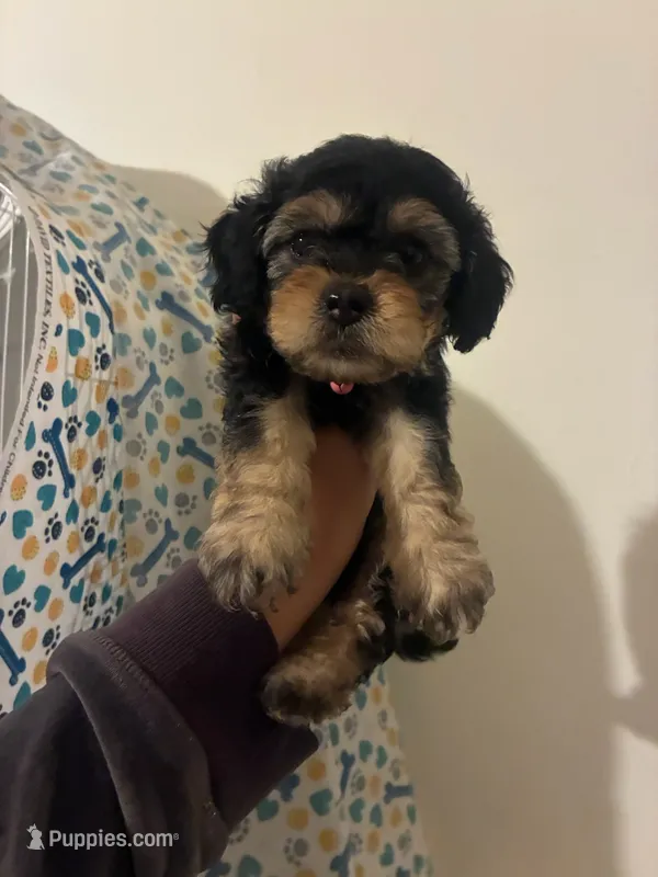 kira – Poodle - Toy  puppy for sale in North Hollywood, CA