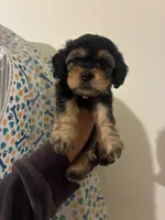 kira, a female Poodle - Toy  for sale in North Hollywood, CA – 1 of 1