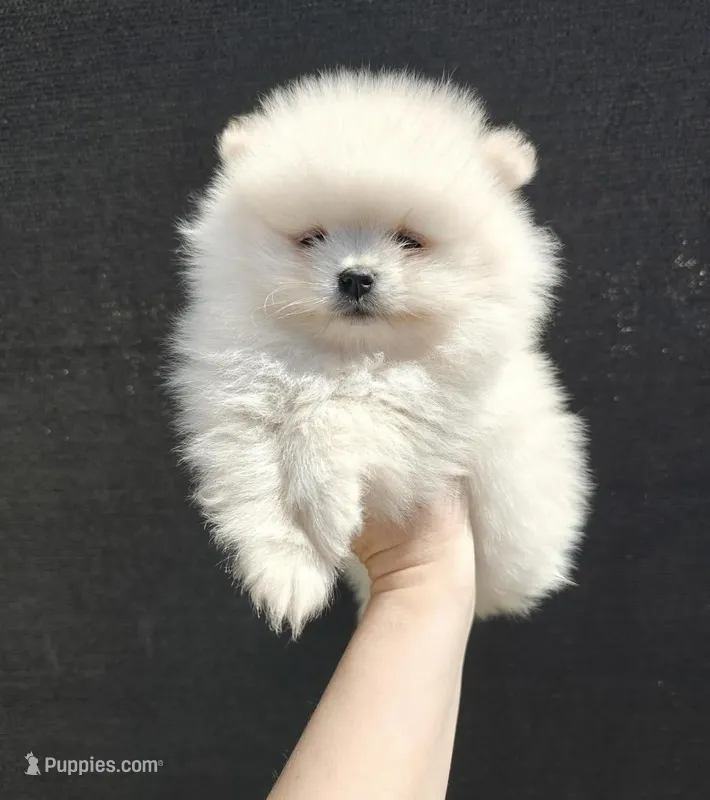 Theodore – Pomeranian puppy for sale in Carson City, NV